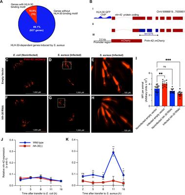 C. elegans orphan nuclear receptor NHR-42 represses innate immunity and promotes lipid loss downstream of HLH-30/TFEB